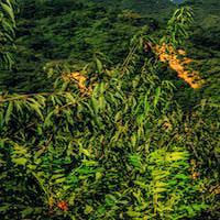 crop=200x200,Left Crop Image